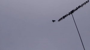 Серпастые голуби