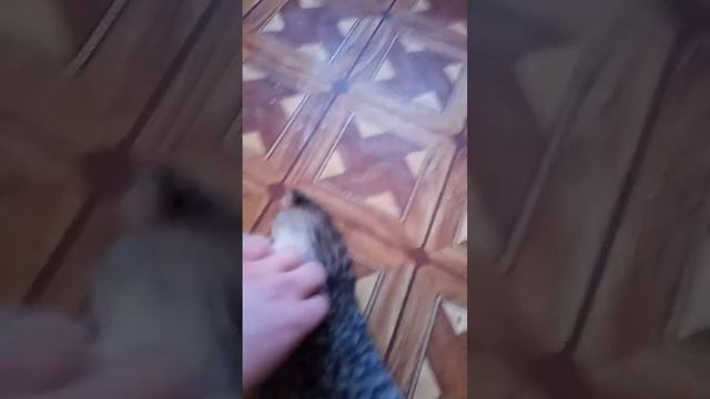 Кошка хочет кота))) смотреть онлайн