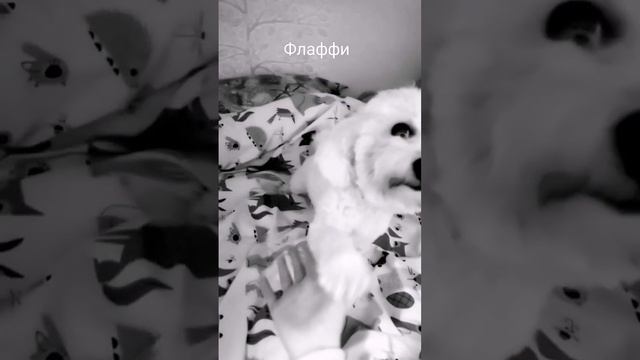 Флаффи. Бишон фризе... смотреть онлайн