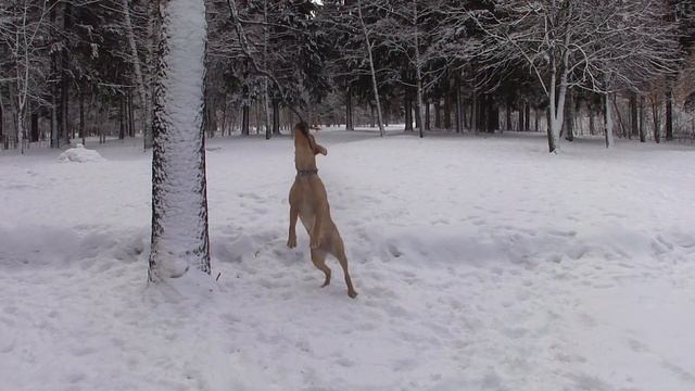 ЛИЗА И ПОНЬО: ВЕТОЧКА - ТАРЗАНКА ДЛЯ СОБАК смотреть онлайн