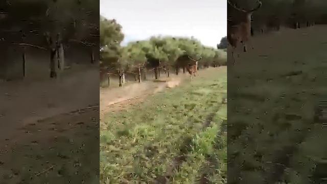 Олень как электричка #shorts #hunt #олень  #спектроптик #охота #волк #hunting #трофей