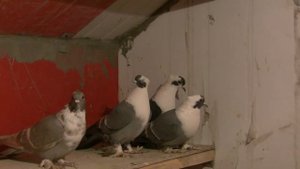 Воронежские Зоревые голуби. Ключников В. Воронеж. Чижовка