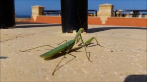 Танцующий богомол в Египте, круто Dancing Mantis, cool HD Юрий Чер.( Jurij Čer. )