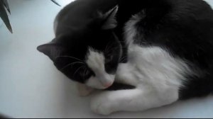 А ты не бей кота по пузу