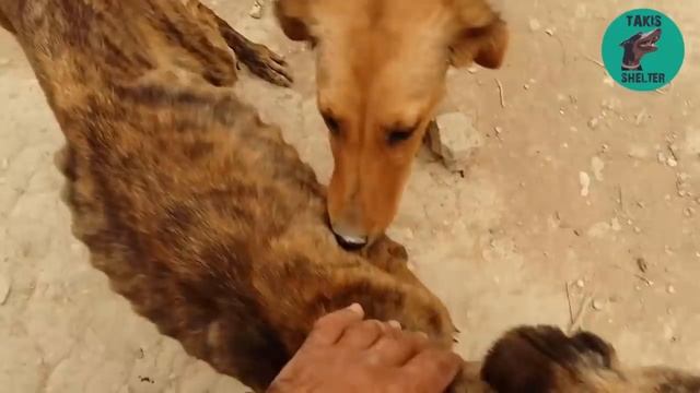 Aggressive Dog's Loving Rebirth - Lena's story - Takis shelter смотреть онлайн