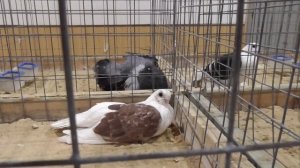 Общероссийская выставка голубей. 30 ноября 2023 г.