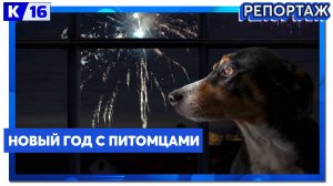 На что стоит обратить внимание владельцам собак и кошек, готовясь к празднику?