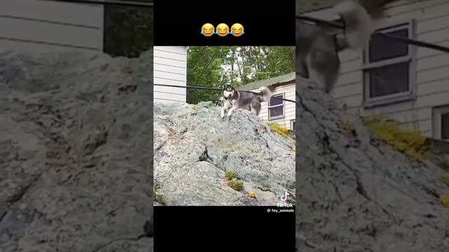 Домашние питомцы