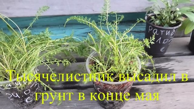 Выращивание тысячелистника из семян, практический опыт. смотреть онлайн