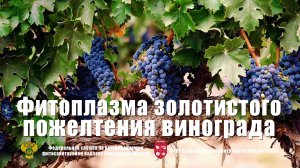 Фитоплазма золотистого пожелтения винограда (Grapevine Phytoplasma vitis).