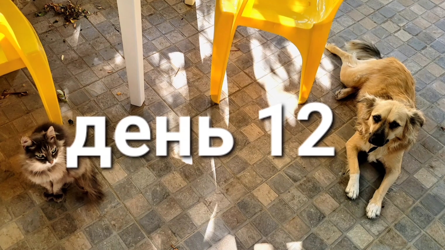 день 12