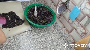 Что приготовить из базилика Соль базиликовая