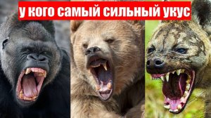 У кого Животного самый сильный укус на Земле