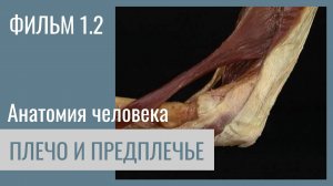 ПЛЕЧО И ПРЕДПЛЕЧЬЕ. Анатомия человека. Видеоатлас Acland. Фильм 1.2