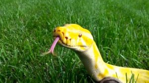 САМЫЕ ОПАСНЫЕ ДОМАШНИЕ ПИТОМЦЫ