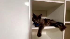 4 дверный шкаф купе белого цвета лакобель