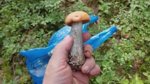 Первая грибная разведка  2024 г.