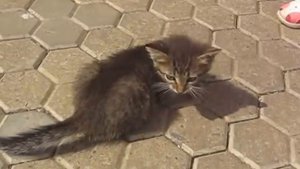 Моя сестрёнка пинает несчастного котёнка