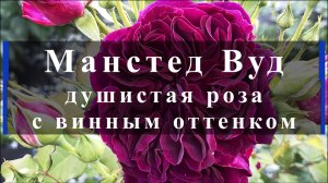 Манстед Вуд  - душистая розас винным оттенком