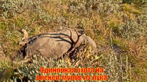 Одиночная охота на оленей-мулов из лука