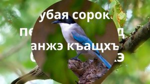 название птиц на кабардинском языке