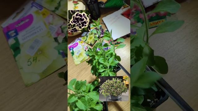 Влюбилась в цветок, с кустом пока не совладаю😁