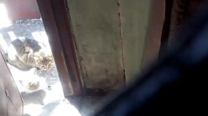 Коты пьют валерьянку!!!😮