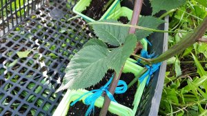 Как размножить ежевику