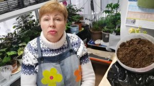 ПЛЕСЕНЬ на грунте? Какой препарат нас спасет?