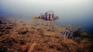 [underwater world of perches. (full version)/подводный мир окуней. (полная версия)]