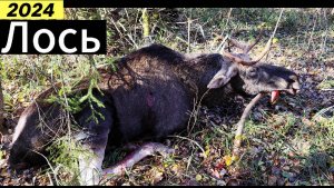 Лось в Загоне 2024