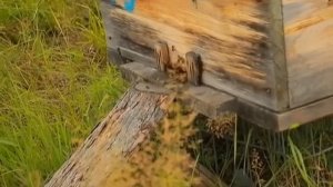 Пчеловод.Дед Соломон( Пётр Стелькин) Замечательный человек .