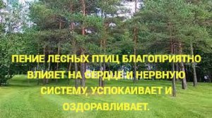 Пение лесных птиц благотворно влияет на сердце и нервную систему, успокаивает и оздоравливает.