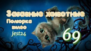 Забавные животные / Подборка видео №69