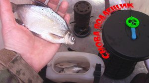 В сани-палатке на подлещика! С НАСТУПАЮЩИМ!