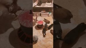 Кировоградские голуби Польша