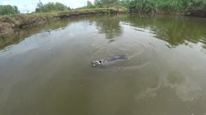 ЭМОЦИИ НУТРИЙ КОТОРЫХ ВЫПУСТИЛИ   НА ВОЛЮ.