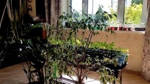 Пылесосы Dyson фиксатор кнопки включения за 90 рублей