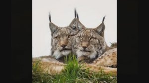 Знакомство с творчеством Марино Кано