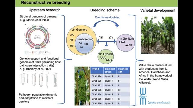 Limiting Fungicide Use in The Management of Banana Leaf Spot Diseases (FS3- 12 January 2023) смотреть онлайн