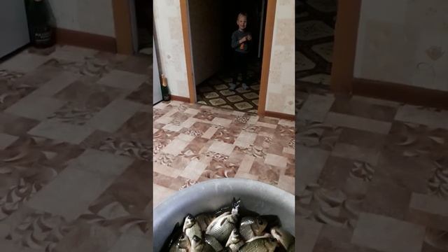Внучка Ангелина первый раз увидела живую рыбу.....боится подойти.. смотреть онлайн
