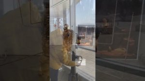 Большой Новосибирский планетарий им. А. Кикиной