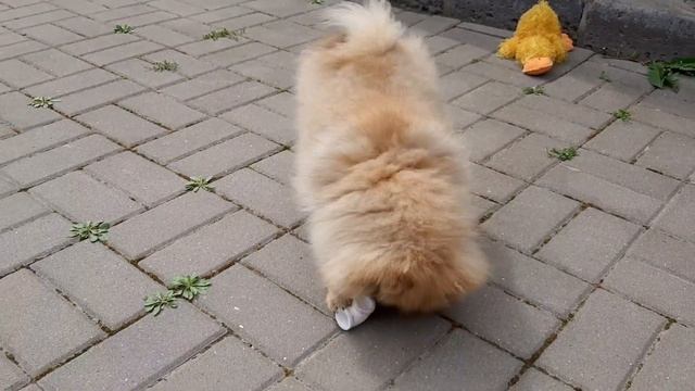 Шпиц медвежонок