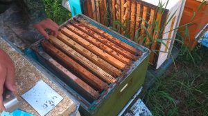 Осмотр семьи Бакфаст после продажи пчелопакета