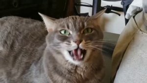 Коты поют Деспасито