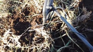 Оттепель! Сезон продолжается!  Копаем прибором который может!