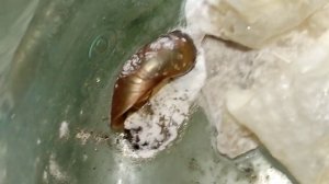 ПОМОГУТ ЛИ БИОПРЕПАРАТЫ ОТ СЛИЗНЕЙ? Проверим на простых улитках