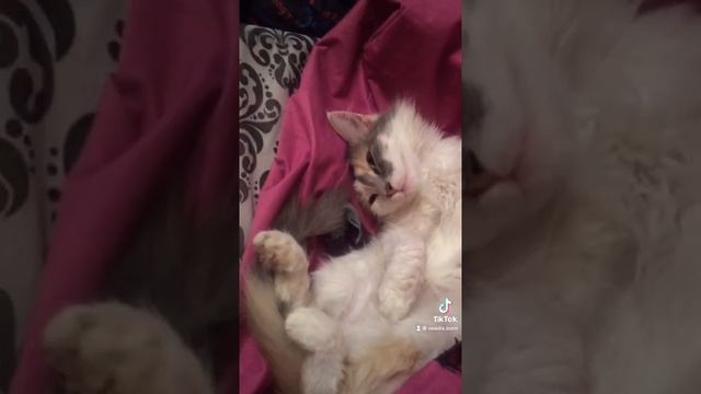 Пушистое настроение или как котя день провела)