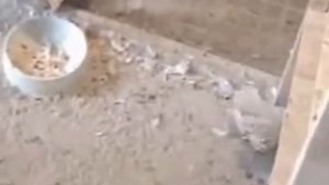 Крюковские панские голуби из питомника семьи Лозко