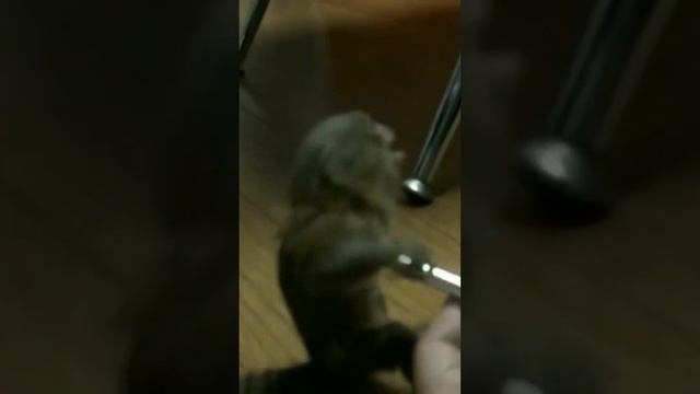 Карликовая игрунка. Cebuella pygmaea. Самые маленькие животные #shorts смотреть онлайн